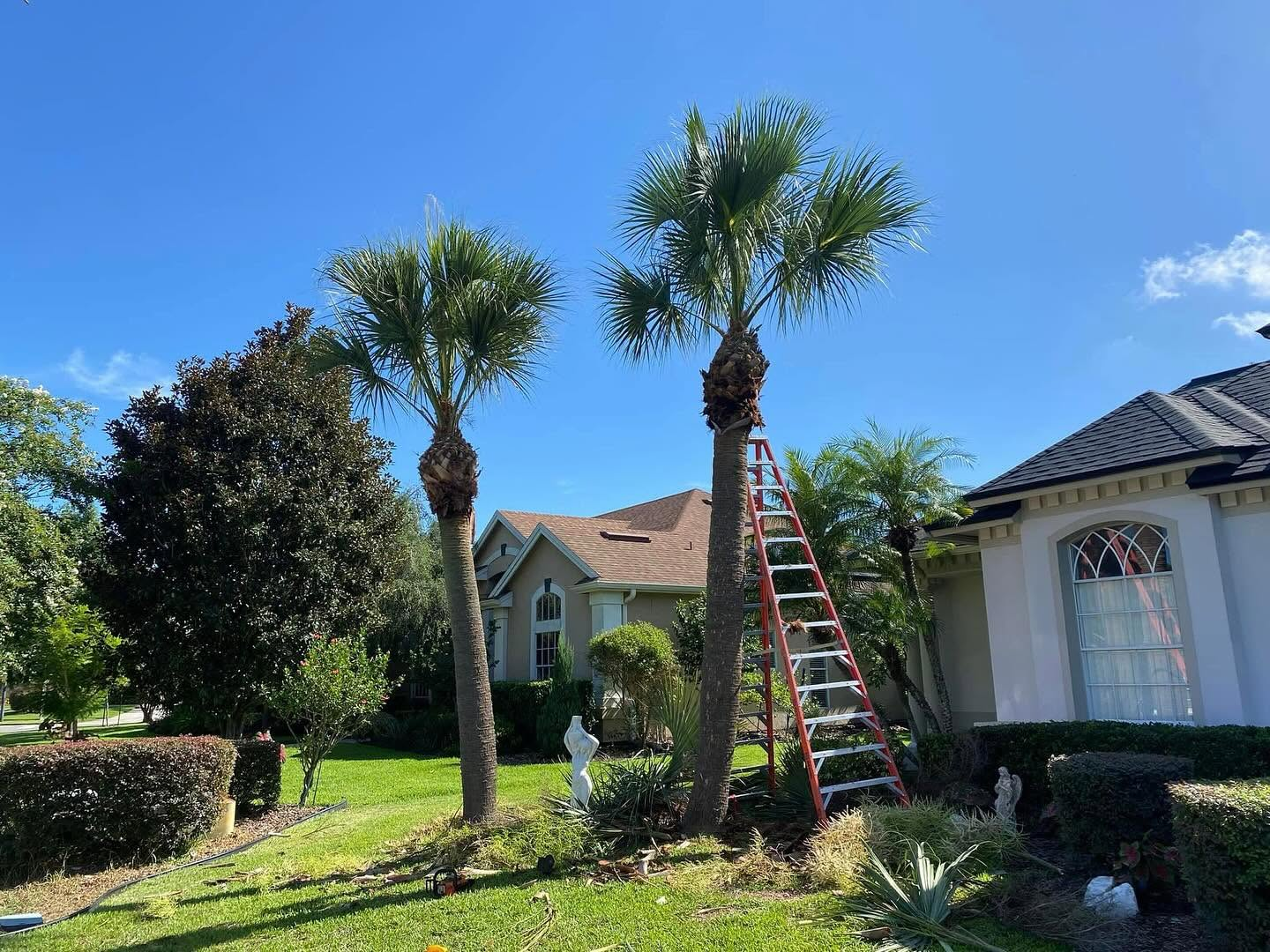 Palm trimming underway in a landscaped front yard